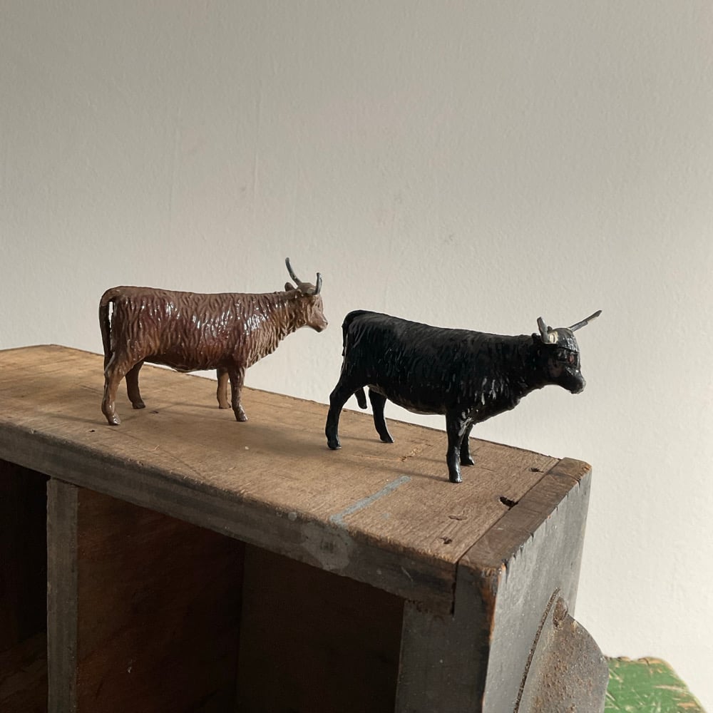 Image of Highland Cows