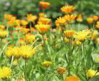 Image 2 of Calendula Seeds