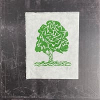 Image 3 of Hornbeam Tree