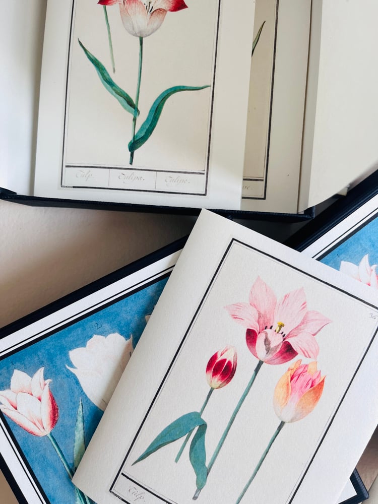 Image of 6_TULIPES