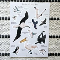 Birds of the Sea 🪽