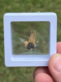 Image 6 of Golden Rutile & Hematite Star Specimen|Brazil #3054