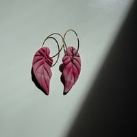 Image 3 of Aros Begonia 