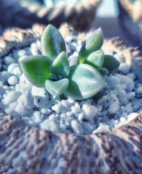 Image 3 of TeraPullover small  (με παχύφυτο)