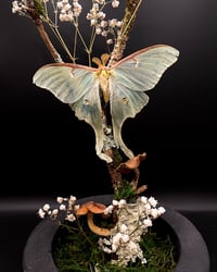 Image 3 of Luna moth dome 