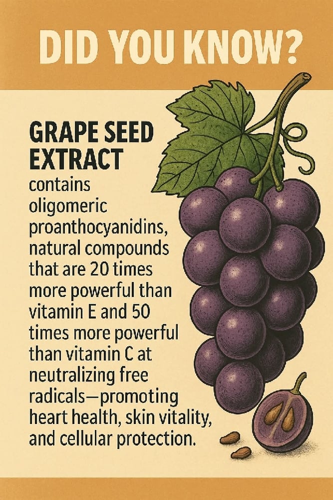 SEEDED Raisins & Grapeseed Powders. Pathogen Protection-Nerves-Cardiovascular-Veins-Circulation