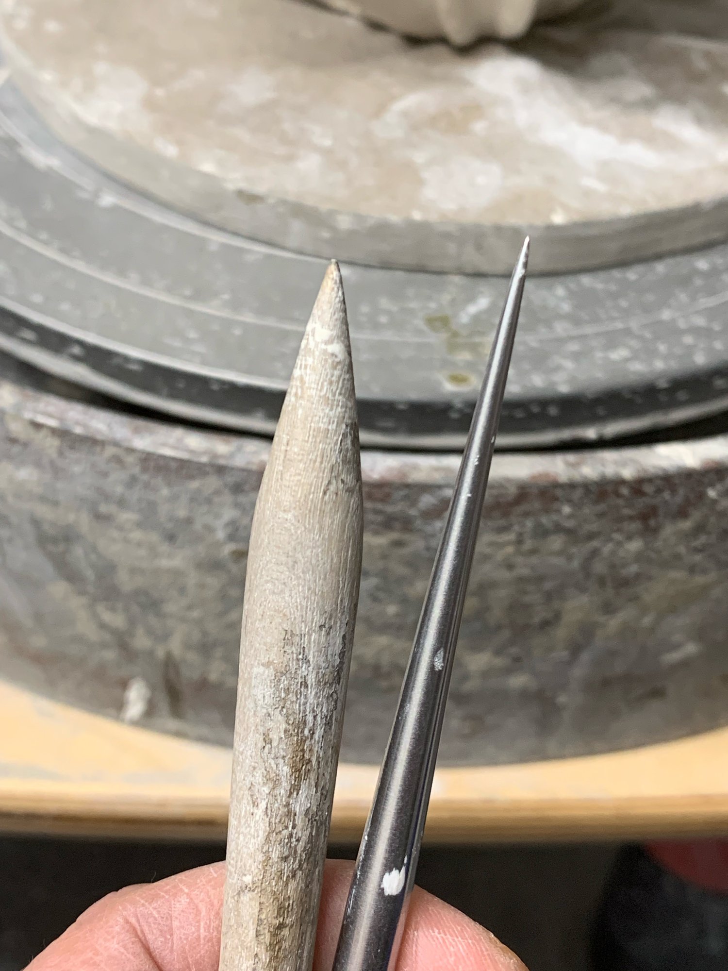 Image of Black and White Coral 