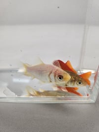 Image 2 of Assorted Large Goldfish