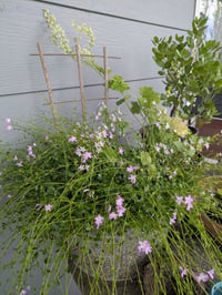 Image 2 of Small Leaved Montia : Montia Parviflora