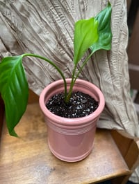 Image 2 of White Sails Peace Lily in Light Pink Pot