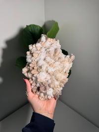 Image 1 of XL SUGARY DOG TOOTH CALCITE -MEXICO- A