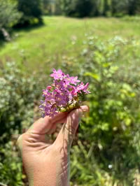 Image 3 of Esencia floral de CENTAUREA MENOR