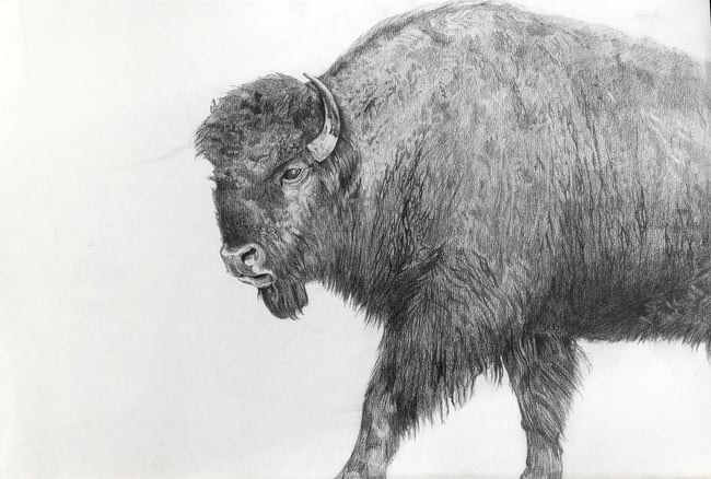 Bison