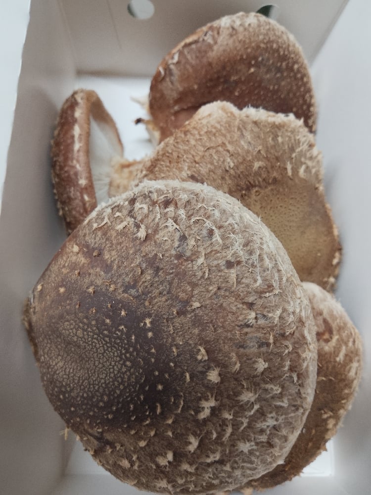 Image of Shiitake - Fresh 500g