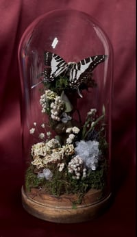 Image 1 of Crystal Quartz Dome