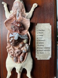 Image 2 of Rat resin cast 