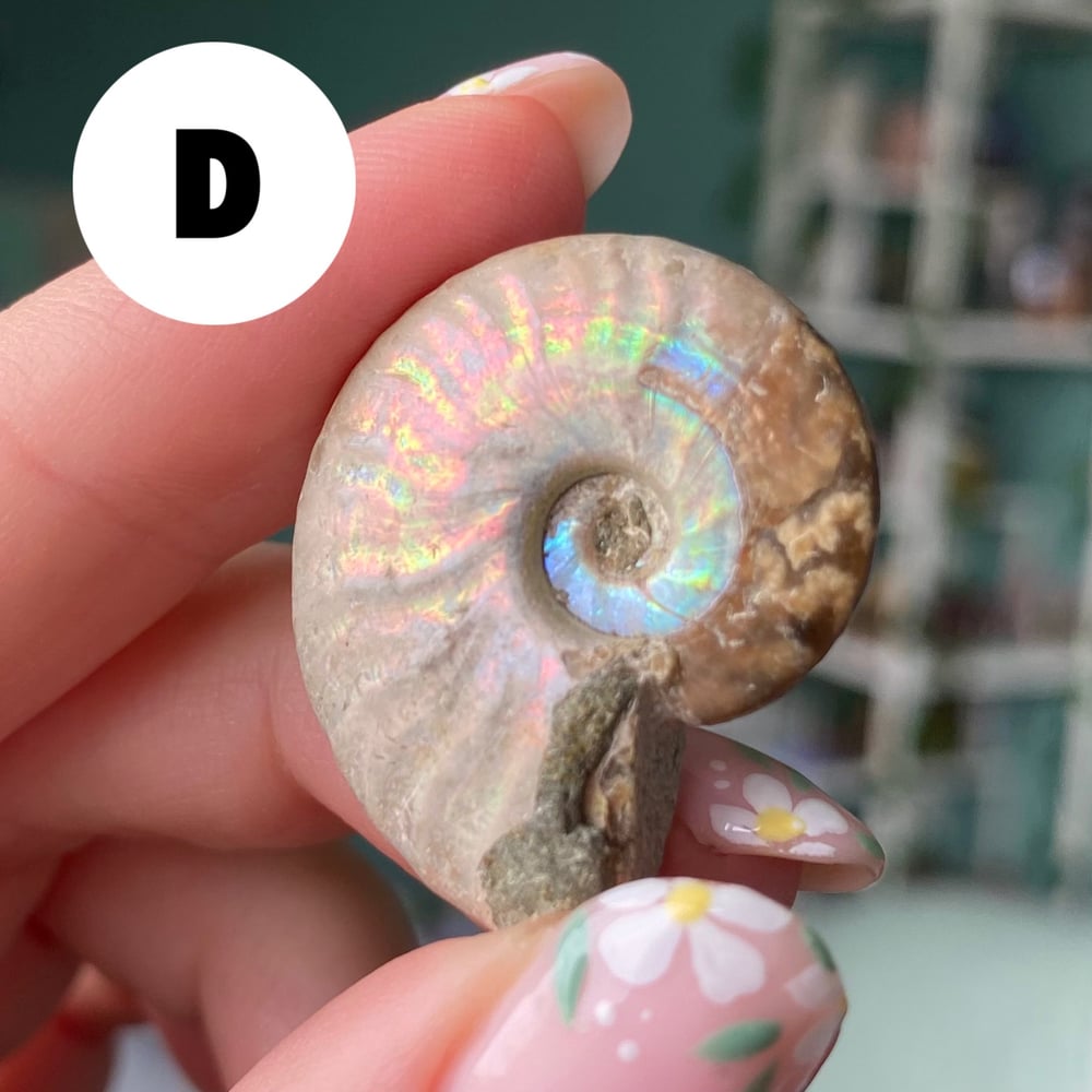 Image of Ammonite Shell