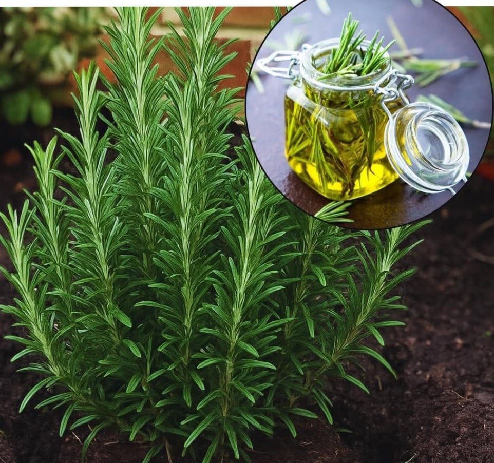 Rosey Mary Leaf Of Rosemary Tea. Sedative-Memory/Concentration-Pain-Immunity Booster-Circulation