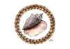 Shell Wreath