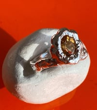 Image 1 of Narcisse - Collection Passions