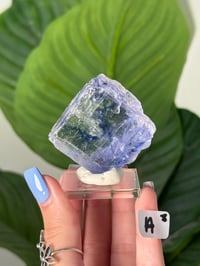 Image 1 of BLUE HALITES -TURKEY- LOT 3