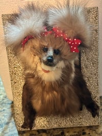 Little Sweetie in a frame