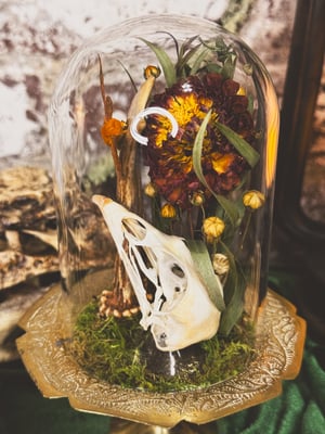 Image of Moth & Pheasant Skull Mini Cloche