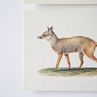 Image 8 of Planches De Bestiaire Du Muséum D'histoire Naturelle -