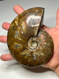 Image 11 of Large Purple Iridescent Ammonite Fossil #2443