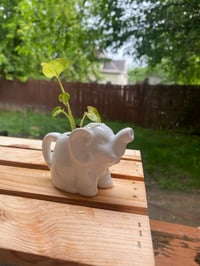 Image 3 of Arrowhead Vine in Small White Elephant