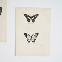 Image 4 of Planche De Papillons Noir & Blanc