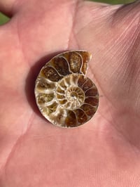 Image 2 of Ammonite Fossil Pair #1968