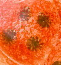 Image 2 of Heart Dish - Italian