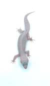 Super Giant Diablo Blanco (H- 23)
