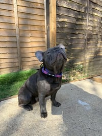 Image 3 of Berry Bloom Tactical Lead & Collar Set  