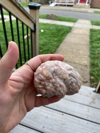 Image 4 of Jasper Brain