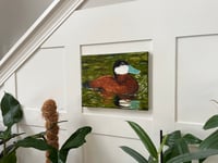 Image 3 of Ruddy Duck Oil Painting 8x10in