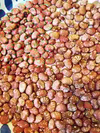 Xochitls Seeds - Ping Zebra Lima Bean