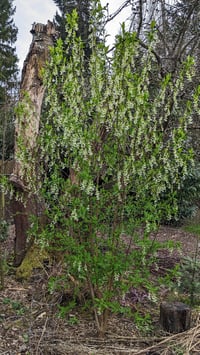 Image 5 of Osoberry Indian Plum : Oemleria cerasiformis