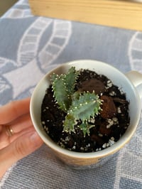 Image 2 of African Milk Tree in Pittsburgh Pens Mug