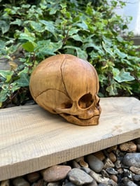 Image 2 of 1:1 scale Foetus Skull, hand carved Boxwood