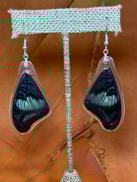 Image 1 of Prola Beauty Forewings - Topside