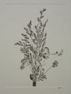 Bouquet 01 - A4 - Original Botanical Monoprint
