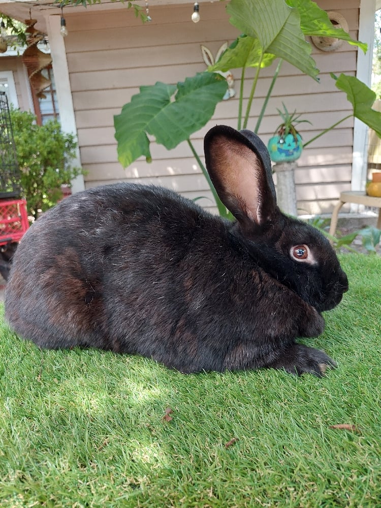 Image of Flemish Giant 7 (Fixed)