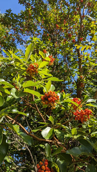 Image 6 of Madrone : Arbutus menziesii
