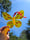 Image of Hanging butterfly 