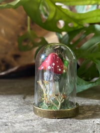 Image 4 of Mintaure Magic fly agaric mushroom in a glass dome 