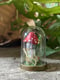 Image of Mintaure Magic fly agaric mushroom in a glass dome 