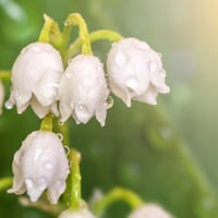 Image 4 of The "Just For You" Lily Of The Valley Honeybee Butter Bar Self Care Box