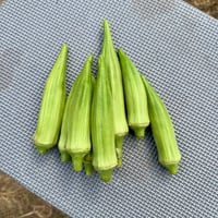 Image 2 of Okra Clemson Spineless
